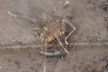 Media type: image;   Invertebrate Zoology 137243